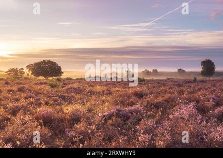 Violettes Heidekraut im august, auf der Hoorneboegse Heide, Hilversum, Niederlande. Stockfoto