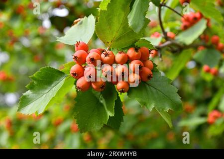 Scharlachroter Weißdorn mit Reifen Früchten Stockfoto