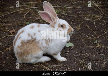 Ein Paar flämischer Riesenkaninchen, Oryctolagus cuniculus domesticus, in Lincolnshire Stockfoto