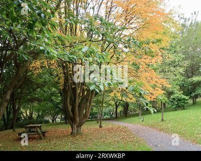 Durham, Großbritannien - 27. September 2023 : Botanischer Garten der Universität. Nasser Herbstmorgen. Die Herbstfarben beginnen sich zu zeigen. Stockfoto