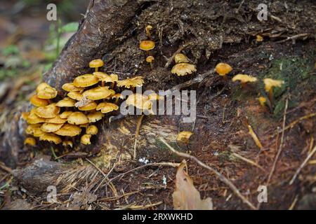 Gruppe gelber Pilze (Xeromphalina campanella), im Wald Stockfoto