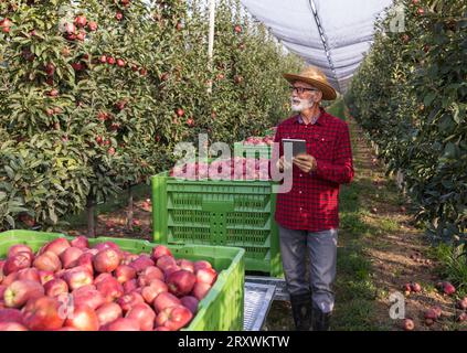 Älterer Landwirt, der während der Ernte neben Plastikkisten voller reifer roter Äpfel in Obstplantagen steht und eine Tablette hält Stockfoto