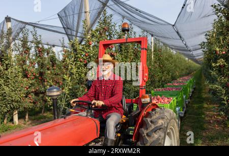 Traktor für ältere Fahrer mit Kunststoffkisten, die als Anhänger mit Reifen Äpfeln in Obstgärten während der Ernte befestigt sind Stockfoto