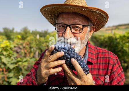 Zufriedener älterer Landwirt, der gerade im Weinberg geerntete frische Trauben isst Stockfoto