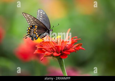 Ein wunderschöner schwarzer Schwalbenschwanz-Schmetterling ernährt sich an einem Sommertag von einer leuchtend farbigen roten Zinnienblume im Garten. Der Hintergrund ist eine sanfte Bokeh-Show Stockfoto