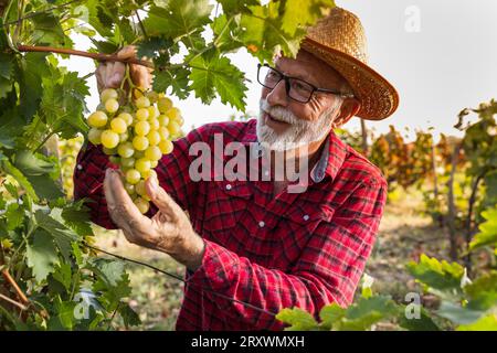 Senior Farmer, der die Qualität der weißen Trauben vor der Ernte überprüft Stockfoto