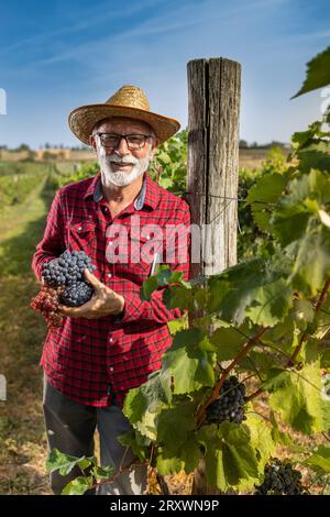 Glücklicher älterer Landwirt, der Trauben im Weinberg in Händen hält Stockfoto