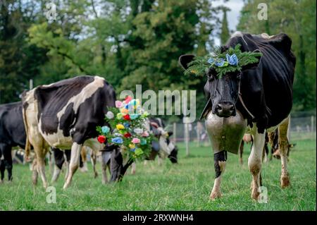 Schweizer Kühe mit Blumen und einer riesigen Kuhglocke dekoriert. Zeremonie der Desalpes. Holstein Friesian. Blonay, Waadtländer Kanton, Schweiz. Stockfoto