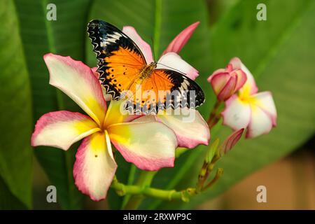 Ein perfekter Leoparden-Schmetterling liegt auf rosa und weißen Plumeria-Blumen in einem Schmetterlings-Wintergarten. Stockfoto