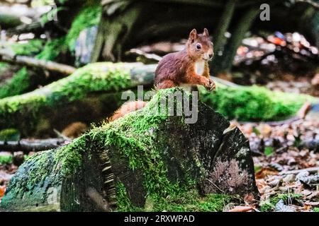 Dülmen, Münsterland, Deutschland. September 2023 26. Ein süßes Eurasisches Rotes Eichhörnchen (Sciurus vulgaris) sucht in dichten, herbstlichen Wäldern im Münsterland nach Nüssen. Das Rotes Eichhörnchen ist in ganz Europa aufgrund des Verlustes an Lebensräumen und invasiven Arten wie dem Grauen Eichhörnchen zahlenmäßig zurückgegangen. Quelle: Imageplotter/Alamy Live News Stockfoto