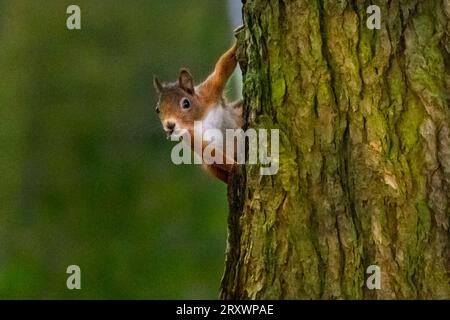 Dülmen, Münsterland, Deutschland. September 2023 26. Ein süßes Eurasisches Rotes Eichhörnchen (Sciurus vulgaris) sucht in dichten, herbstlichen Wäldern im Münsterland nach Nüssen. Das Rotes Eichhörnchen ist in ganz Europa aufgrund des Verlustes an Lebensräumen und invasiven Arten wie dem Grauen Eichhörnchen zahlenmäßig zurückgegangen. Quelle: Imageplotter/Alamy Live News Stockfoto