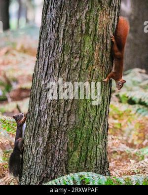 Dülmen, Münsterland, Deutschland. September 2023 26. Zwei süße Eurasische Rothörnchen (Sciurus vulgaris) forschen in dichten, herbstlichen Wäldern im Münsterland nach Nüssen. Das Rotes Eichhörnchen ist in ganz Europa aufgrund des Verlustes an Lebensräumen und invasiven Arten wie dem Grauen Eichhörnchen zahlenmäßig zurückgegangen. Quelle: Imageplotter/Alamy Live News Stockfoto