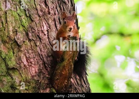 Dülmen, Münsterland, Deutschland. September 2023 26. Ein süßes Eurasisches Rotes Eichhörnchen (Sciurus vulgaris) sucht in dichten, herbstlichen Wäldern im Münsterland nach Nüssen. Das Rotes Eichhörnchen ist in ganz Europa aufgrund des Verlustes an Lebensräumen und invasiven Arten wie dem Grauen Eichhörnchen zahlenmäßig zurückgegangen. Quelle: Imageplotter/Alamy Live News Stockfoto