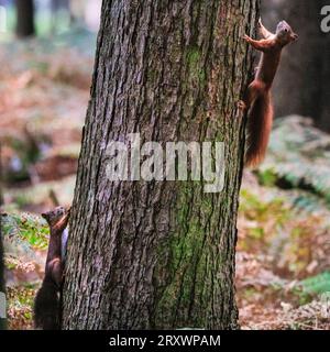 Dülmen, Münsterland, Deutschland. September 2023 26. Zwei süße Eurasische Rothörnchen (Sciurus vulgaris) forschen in dichten, herbstlichen Wäldern im Münsterland nach Nüssen. Das Rotes Eichhörnchen ist in ganz Europa aufgrund des Verlustes an Lebensräumen und invasiven Arten wie dem Grauen Eichhörnchen zahlenmäßig zurückgegangen. Quelle: Imageplotter/Alamy Live News Stockfoto