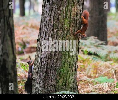 Dülmen, Münsterland, Deutschland. September 2023 26. Zwei süße Eurasische Rothörnchen (Sciurus vulgaris) forschen in dichten, herbstlichen Wäldern im Münsterland nach Nüssen. Das Rotes Eichhörnchen ist in ganz Europa aufgrund des Verlustes an Lebensräumen und invasiven Arten wie dem Grauen Eichhörnchen zahlenmäßig zurückgegangen. Quelle: Imageplotter/Alamy Live News Stockfoto