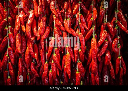 Toller Blick auf Tausende von eingefädelten Chili-Paprika, die an einer Wand am Mercado dos Lavradores (Bauernmarkt) in Funchal, Madeira, Portugal hängen Stockfoto