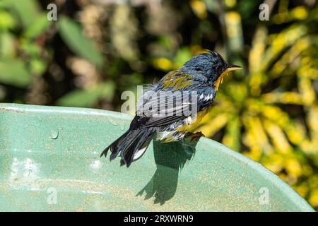 Tropical Parula (Setophaga pitiayumi) ist ein kleiner New World-Waldsänger. Es ist ein kleiner Singvögel. Stockfoto