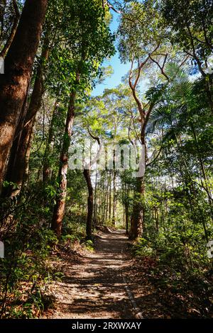 Kondalilla Falls Circuit bei Kondalilla Falls im Kondalilla National Park an einem warmen, sonnigen Wintertag in der Nähe von Montville in Queensland, Australien Stockfoto