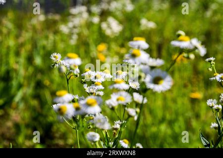 Ein Feld von gelben und weißen wilden Gänseblümchen während der heißen Sommertage. Stockfoto
