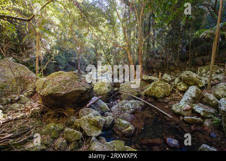 Kondalilla Falls Circuit bei Kondalilla Falls im Kondalilla National Park an einem warmen, sonnigen Wintertag in der Nähe von Montville in Queensland, Australien Stockfoto