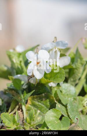 Weißviolett (Viola odorata var. alba). Stockfoto