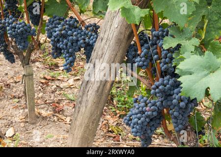 Traubenbündel, die auf Reben im berühmten Pomerol-Weinbaugebiet Bordeaux in Frankreich angebaut werden Stockfoto