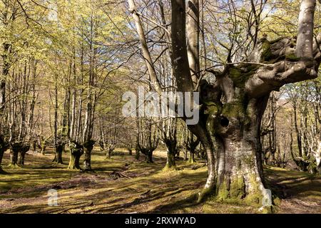 Erkunden Sie Gorbeas Belaustegui Beech Forest Wonderland Stockfoto