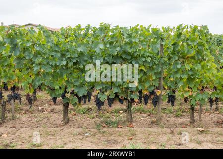 Traubenbündel, die auf Reben im berühmten Pomerol-Weinbaugebiet Bordeaux in Frankreich angebaut werden Stockfoto