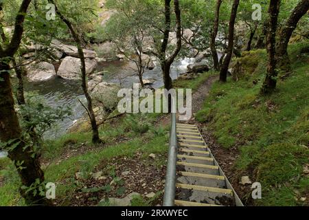 RSPB Reserve Gwenffrwd-dinas, Ystradffin, Llandovery, Carmarthenshire, Wales, Großbritannien - Stufen auf dem Naturlehrpfad, der den Wanderweg hinunter zum River Towy führt Stockfoto