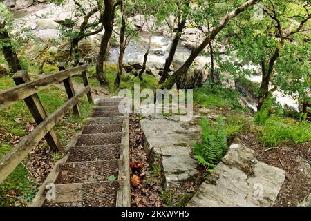 RSPB Reserve Gwenffrwd-dinas, Ystradffin, Llandovery, Carmarthenshire, Wales, Großbritannien - Stufen auf dem Naturlehrpfad, der den Wanderweg hinunter zum River Towy führt Stockfoto