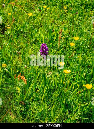 Nahaufnahme von westlicher Sumpforchidee, großblättriger Sumpforchidee, Fanorchidee (Dactylorhiza majalis) Stockfoto