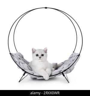 Entzückendes, silberfarbenes britisches Kurzhaar-Katzenkätzchen, das in einem runden, schwarzen Metallkorb liegt. Blick in Richtung Kamera. Isoliert auf weißem Hintergrund. Stockfoto
