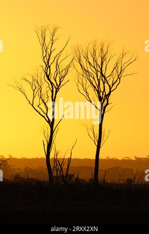 Zwei dünne, tote Bäume in Silhouette bei Sonnenuntergang im Kondinin Lake Nature Reserve in der Wheatbelt-Region von Western Australia. Stockfoto