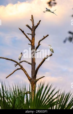 Florida Gezeitenmarsch Sonnenaufgang mit großen Reiher und einem Holzstorch in Ponte Vedra Beach, Florida. (USA) Stockfoto