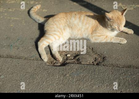 Ingwerkatze auf Asphalt. Katze sonnt sich in der Sonne. Ein Tier mit roten Haaren. Haustier-Ruhepausen. Stockfoto