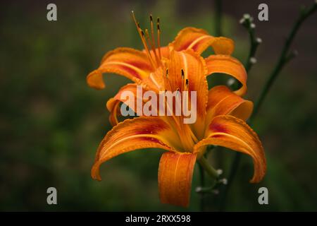 Zwei Orangle Taglilien auf Pflanze und offen. Stockfoto