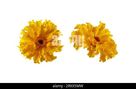 Set aus gelber Ringelblume isoliert auf weißem Hintergrund. Marigold Blumenkopf für Design. Stockfoto