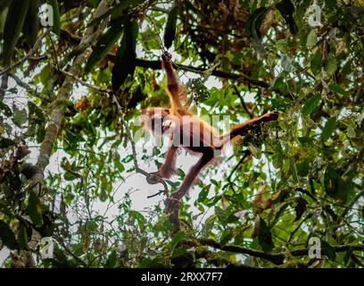 Wilde junge Orangutan Pongo pygmaeus blicken von oben in die Baumkronen des Danum Valley Sabah Borneo Stockfoto