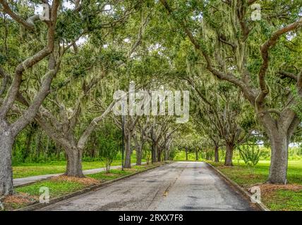 Live Oak Tree gesäumt Rand Blvd in Sarasota, Florida, USA Stockfoto