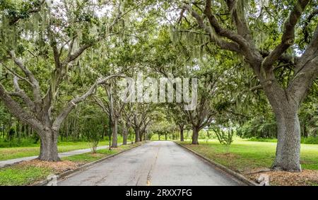 Live Oak Tree gesäumt Rand Blvd in Sarasota, Florida, USA Stockfoto