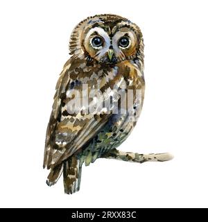 Wasserfarbeneule. Die Scheuneneule. Drucken für Kinderpublikationen, Postkarten. Stockfoto