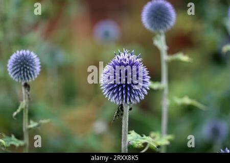 Violette Globus Distel, Echinops Ritro, Blume mit einem verschwommenen Hintergrund aus Blättern und Blumen. Stockfoto