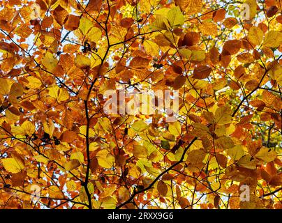 Europäische Buche, mit Blättern in herbstlichen Farben Stockfoto