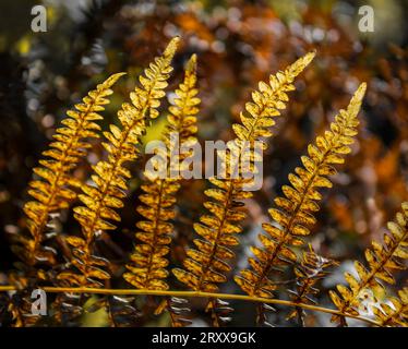 Bräunende Farnblätter im Herbst Stockfoto