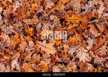 Gefallene englische Eichenblätter im Herbst Stockfoto