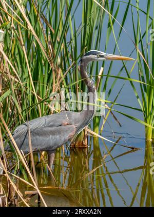 Ein wunderschöner Great Blue Heron schlängelt sich durch die Vegetation der Feuchtgebiete in diesem Sumpfgebiet im Süden von Texas, während er für seine nächste Mahlzeit jagt. Stockfoto