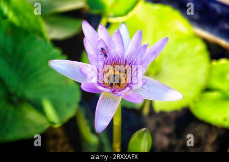 Inmitten von üppigem grünem Laub und Stängeln zieht eine voll blühende lila Seerose Insekten an, die fleißig Pollen sammeln. Stockfoto