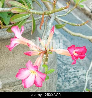 Eine rosa-weiße Wüstenrose (Adenium obesum) mit glänzend grünen Blättern, die in einem grauen Steintopf wächst. Stockfoto