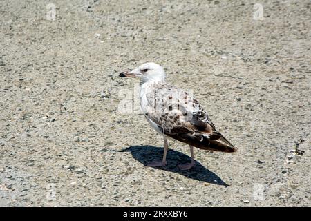 Nahaufnahme einer Kaspischen Möwe (Larus cachinnans) nahe der Schwarzmeerküste in Bulgarien an einem sonnigen Tag. Stockfoto