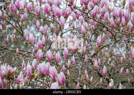 Sulange-Magnolie Schwarze Tulpen-Nahaufnahme auf einem Baumzweigquellenhintergrund Stockfoto